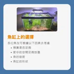 養孔雀|魚缸開缸指南｜新手必看! 5大要點教你如何開缸養孔雀 